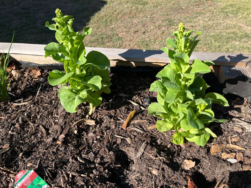 Use Bolting Lettuce In Cooked Dishes Instead Of Raw