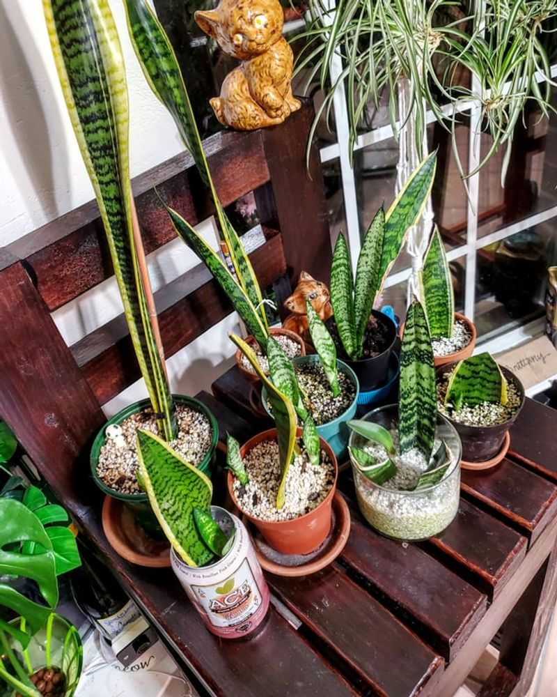 Keep Cuttings In Bright Indirect Light For Best Results