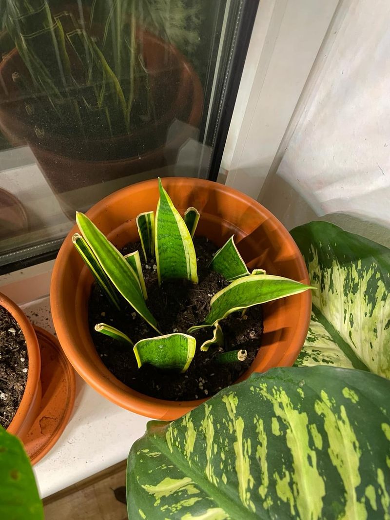 Use Well Draining Soil To Protect New Roots