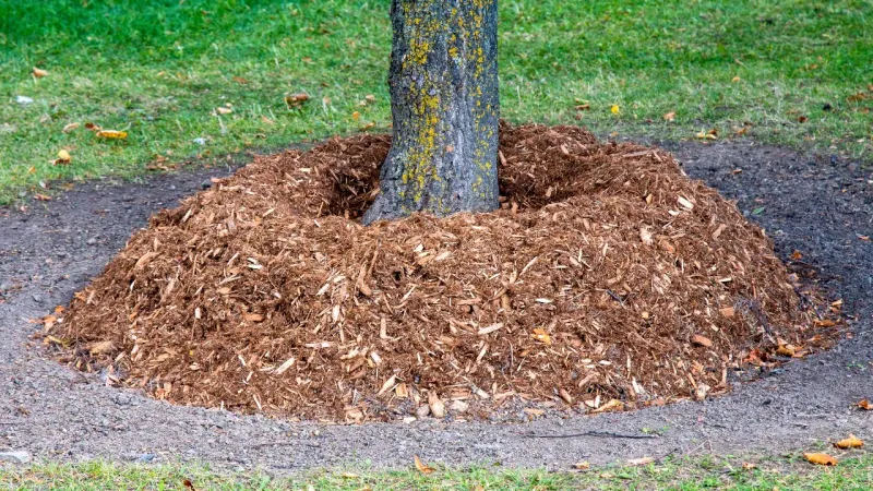 Skip The Mulch Volcano And Keep The Flare Clear