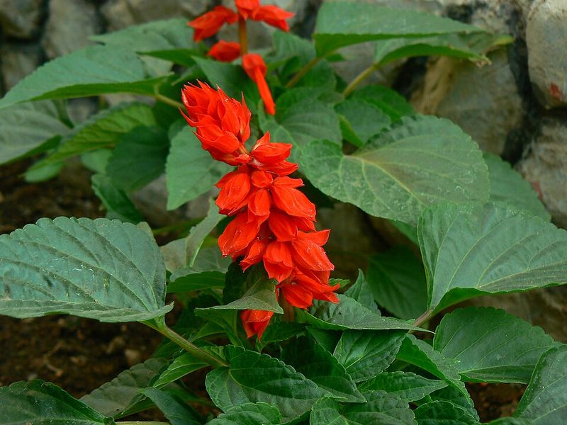 Choose Upright Salvia For Pollinators And Shape