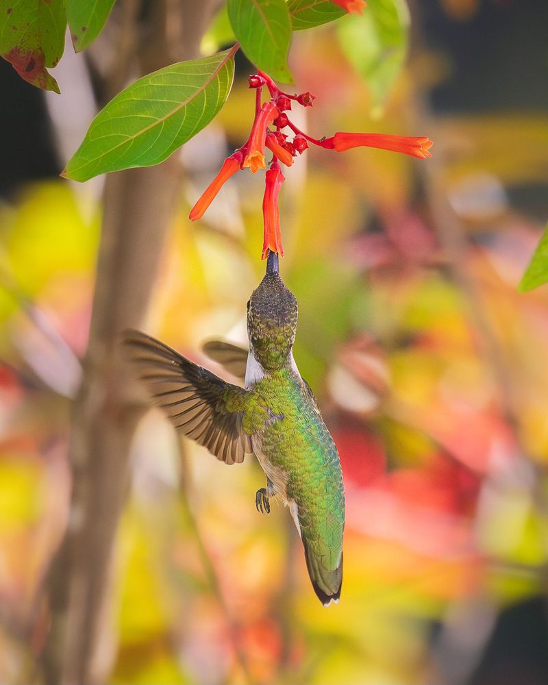 Use Red Orange Blooms To Catch More Hummingbird Attention