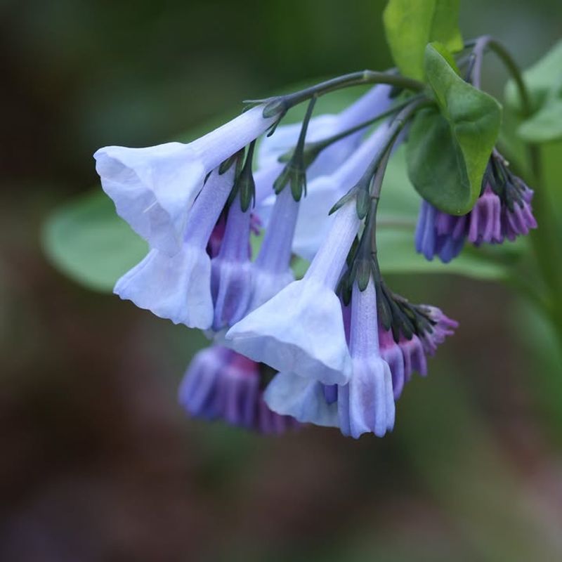Bring Spring Color With Virginia Bluebells