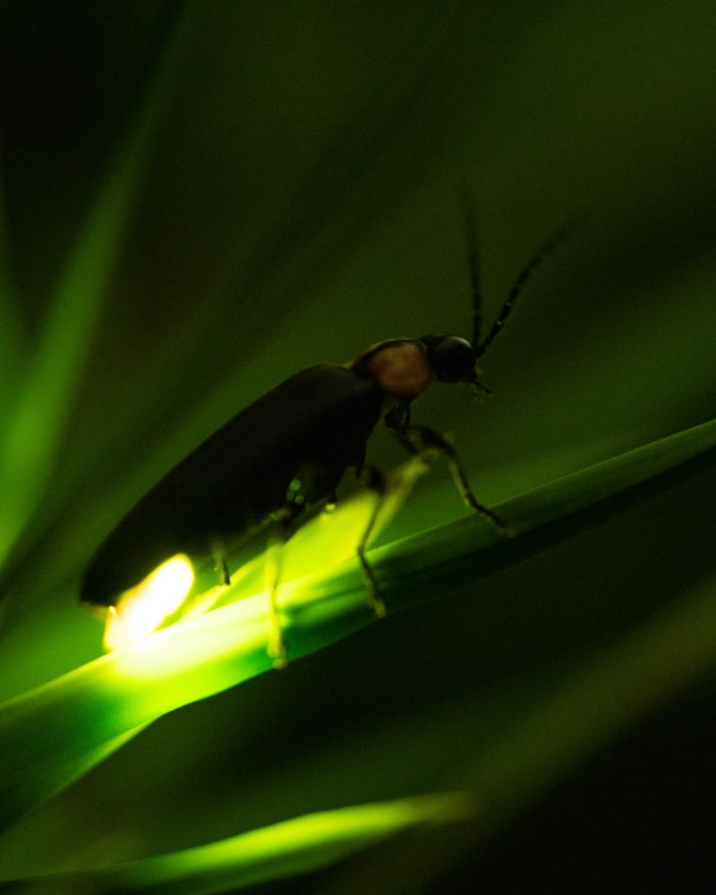 Turn Off Outdoor Lights When Not In Use