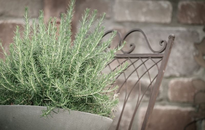 Give South Florida Rosemary More Air And Less Water