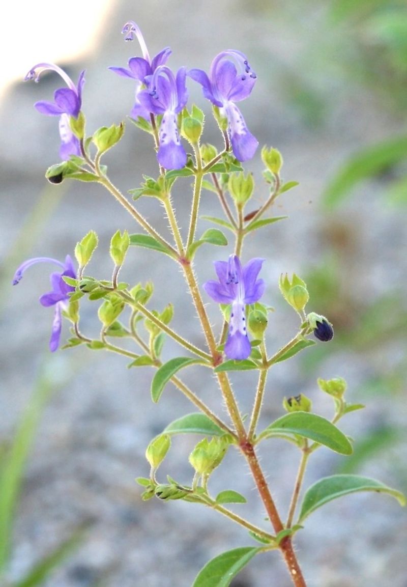 Thin Forked Bluecurls Before It Takes Over The Scene