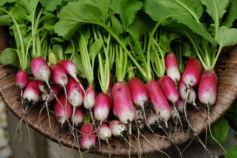 Pull Radishes Fast From A Shallow Basket