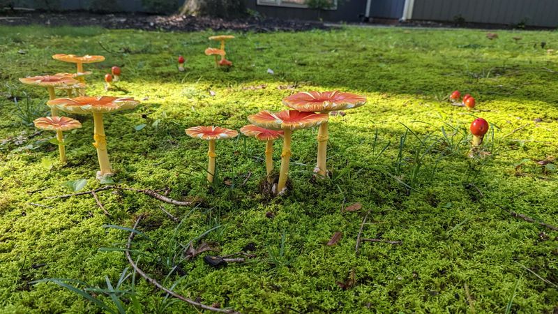 Stop Over-Cleaning The Yard