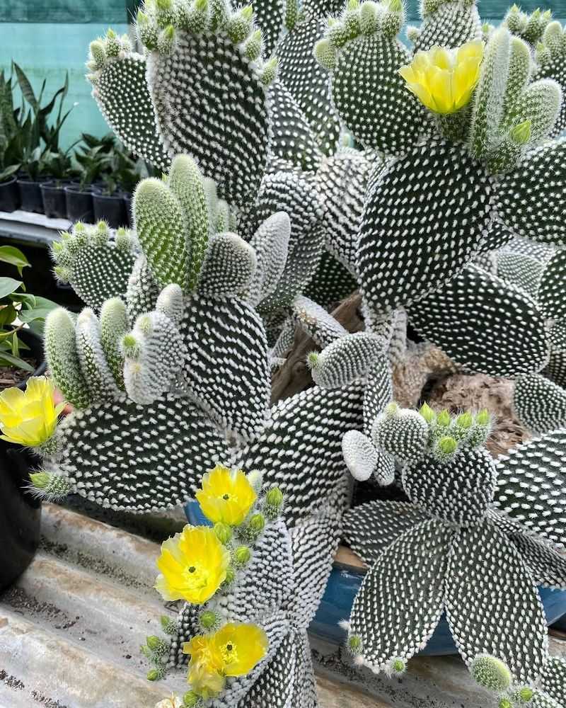 Protect From Cold Snaps That Can Disrupt Flowering