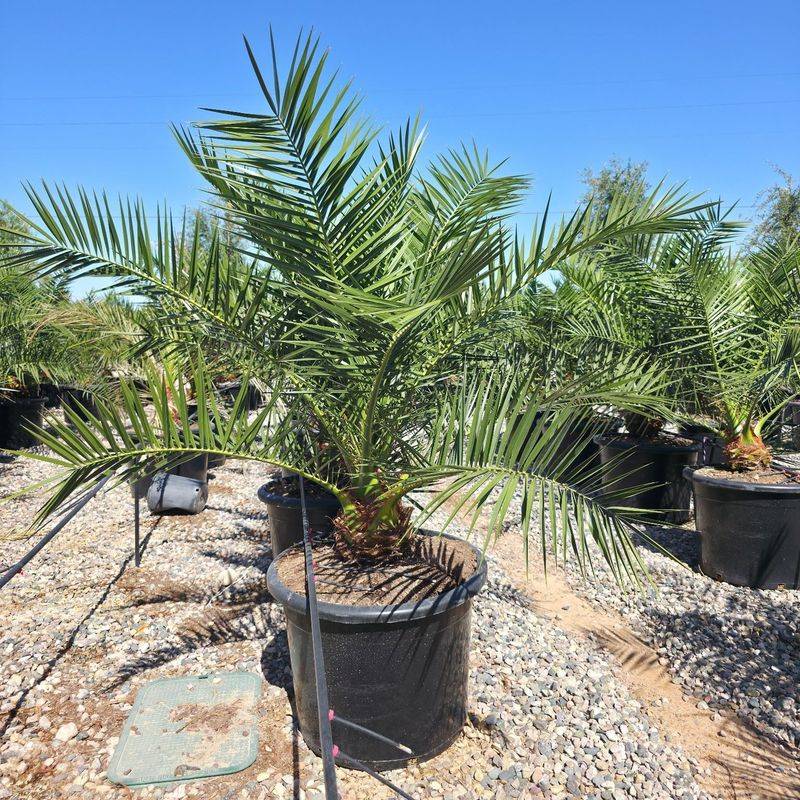 Water Slowly And Deeply Instead Of Frequent Shallow Watering