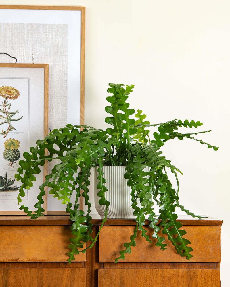 Give It A Cool Rest Period In Fall And Winter