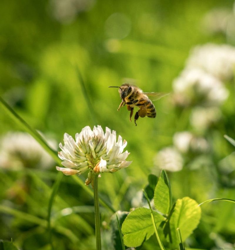 Expect Bees When White Clover Starts Blooming