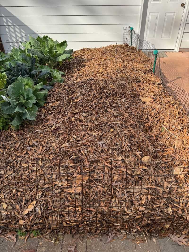 Using Heavy Mulch That Stays Constantly Damp