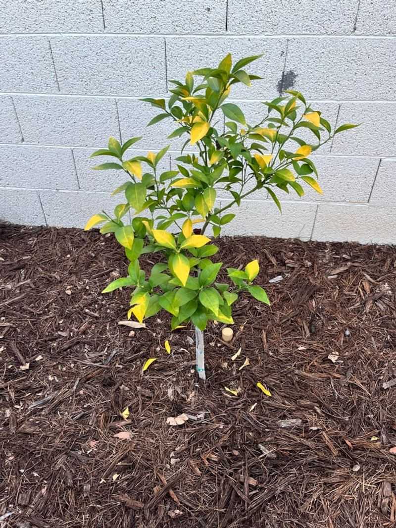 Overwatering Mulched Soil That Stays Too Wet