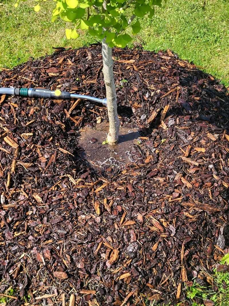 Burying Plant Crowns