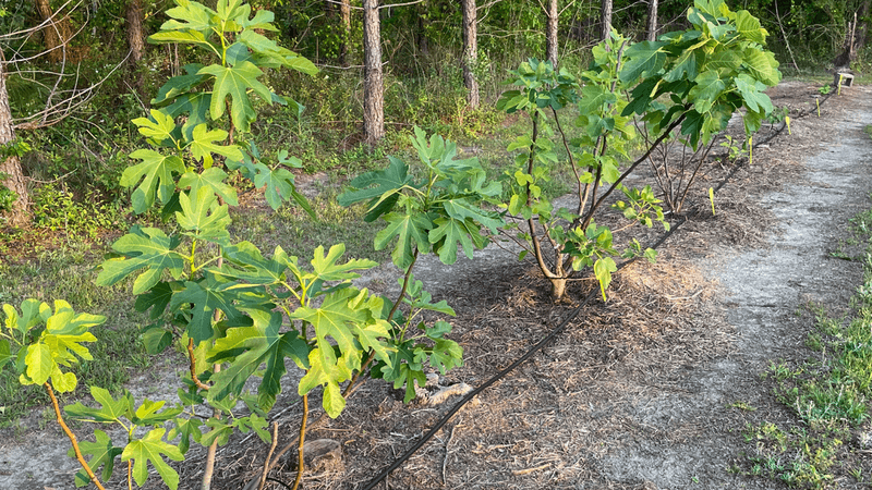Overwatering In Heavy Soil