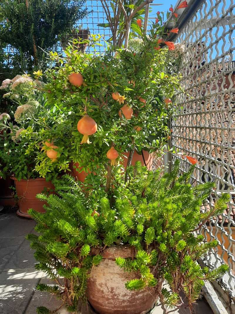 Placing Pots In Harsh Afternoon Sun Too Soon
