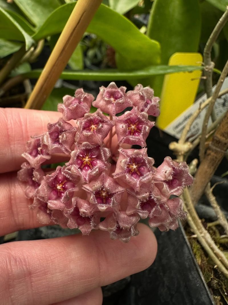 Keeping Roots Slightly Tight Promotes Buds
