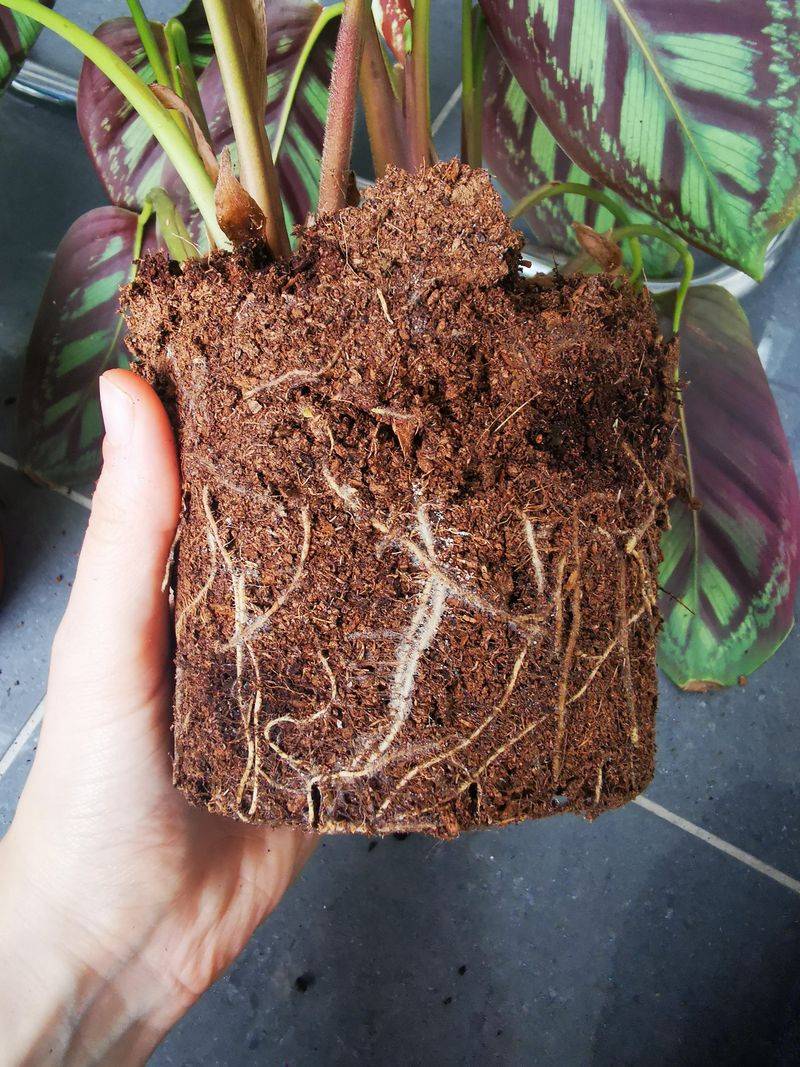 Heavy Soil Mix Holds Too Much Moisture Around Roots