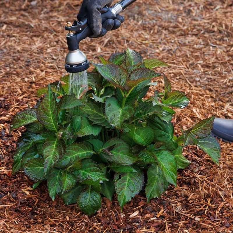 Relying On Shallow Watering Instead Of Deep Soaks