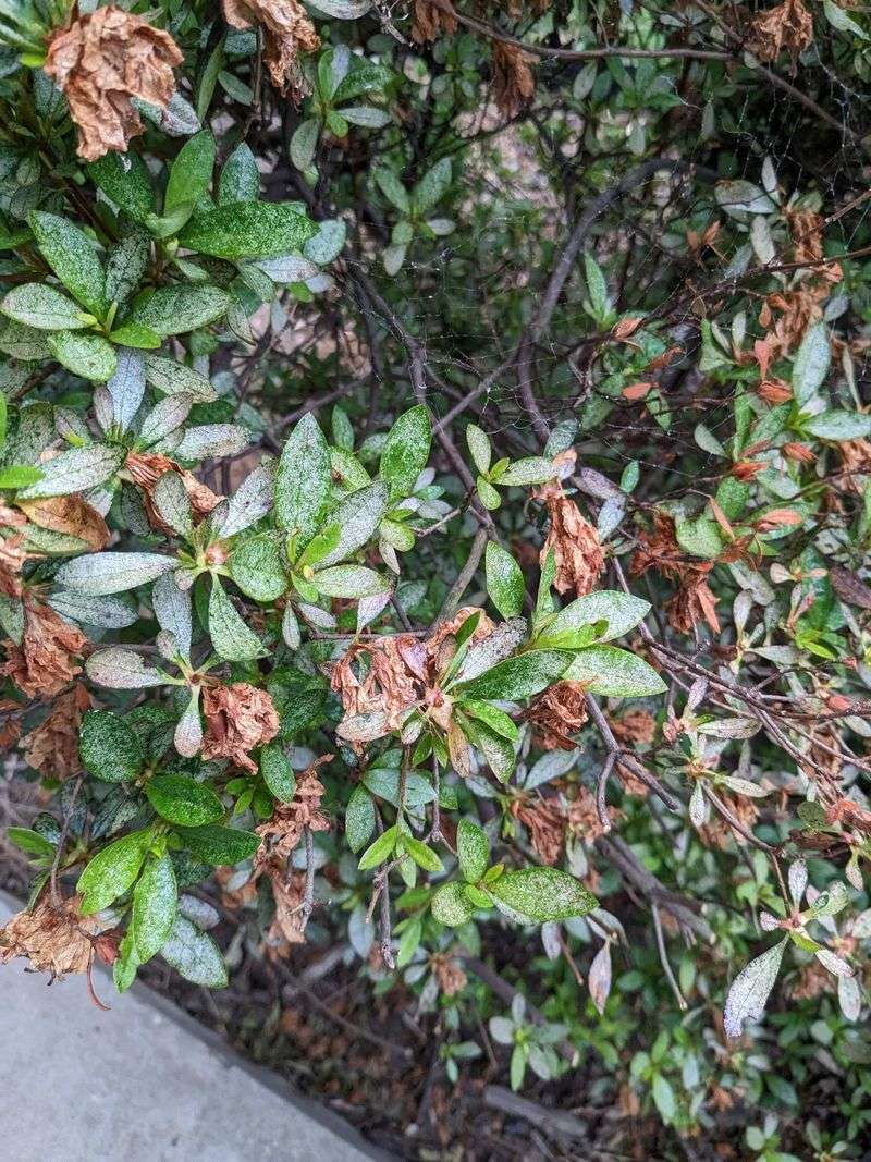 Planting Azaleas In Too Much Direct Afternoon Sun