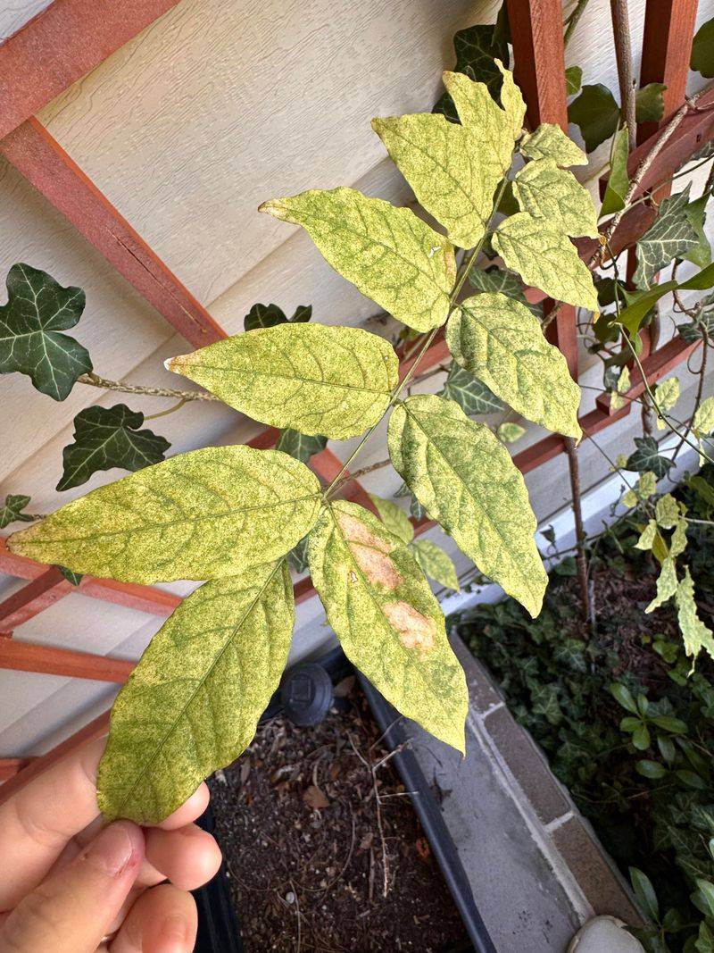 Using Too Much Nitrogen And Getting Leaves Instead Of Blooms