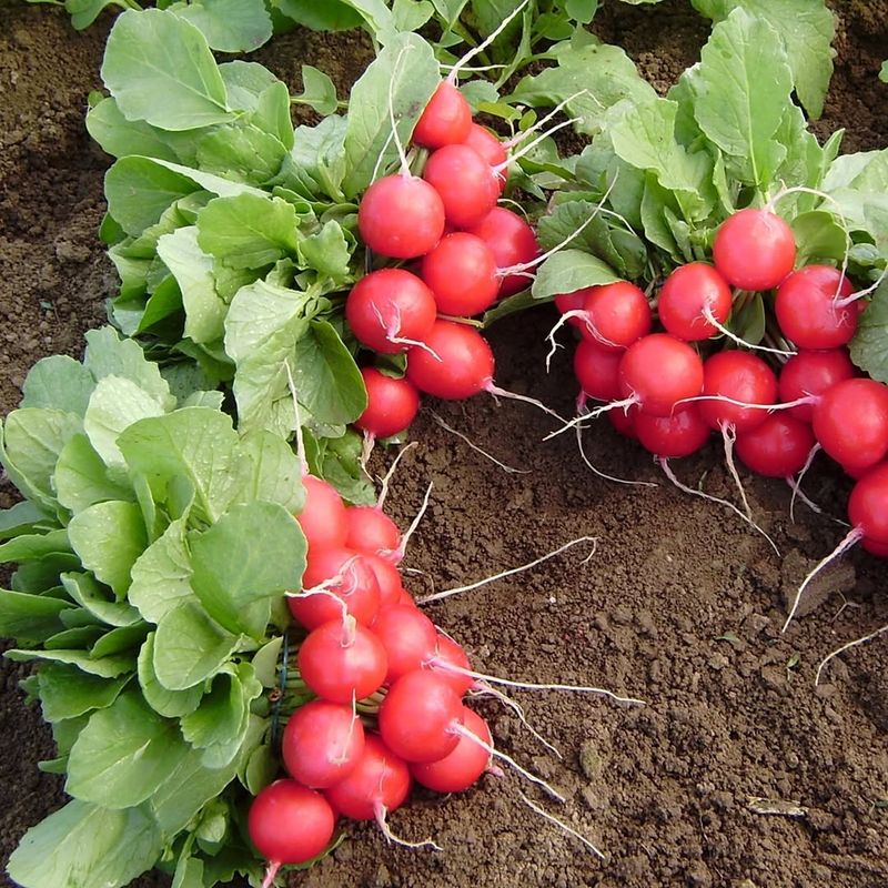 Radishes