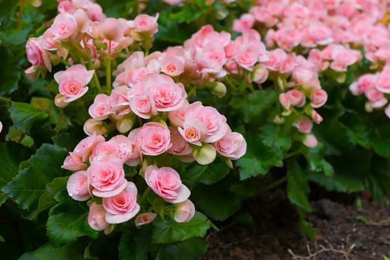 Begonias Show Stress Faster Than They Let On