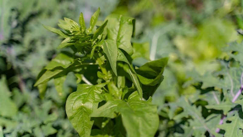 Spinach Struggles As Days Get Longer