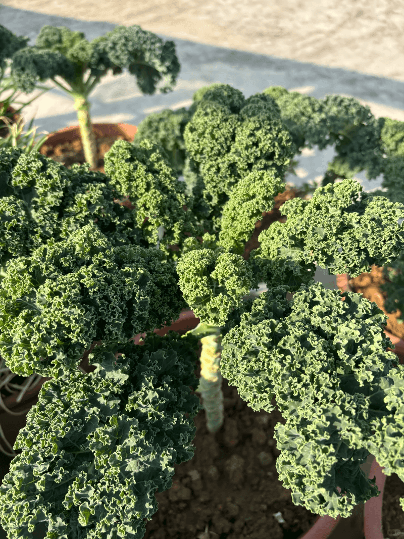 Kale Handles Cool And Mild Conditions Year Round