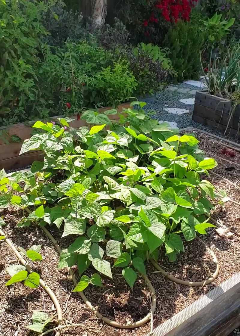 Bush Beans Take Off With Little Effort