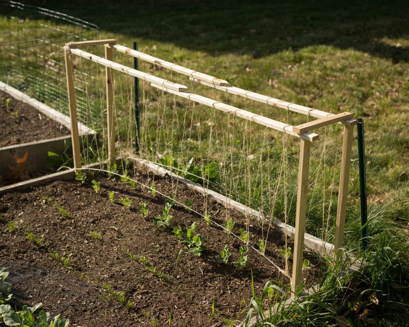 Peas Climb Early And Thrive In Cool Spring Soil