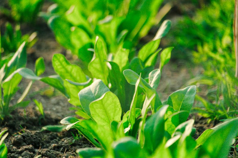 Spinach Grows Quickly During Cooler Strawberry Seasons