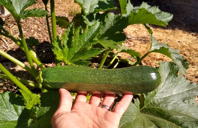 Zucchini That Keeps Producing All Season