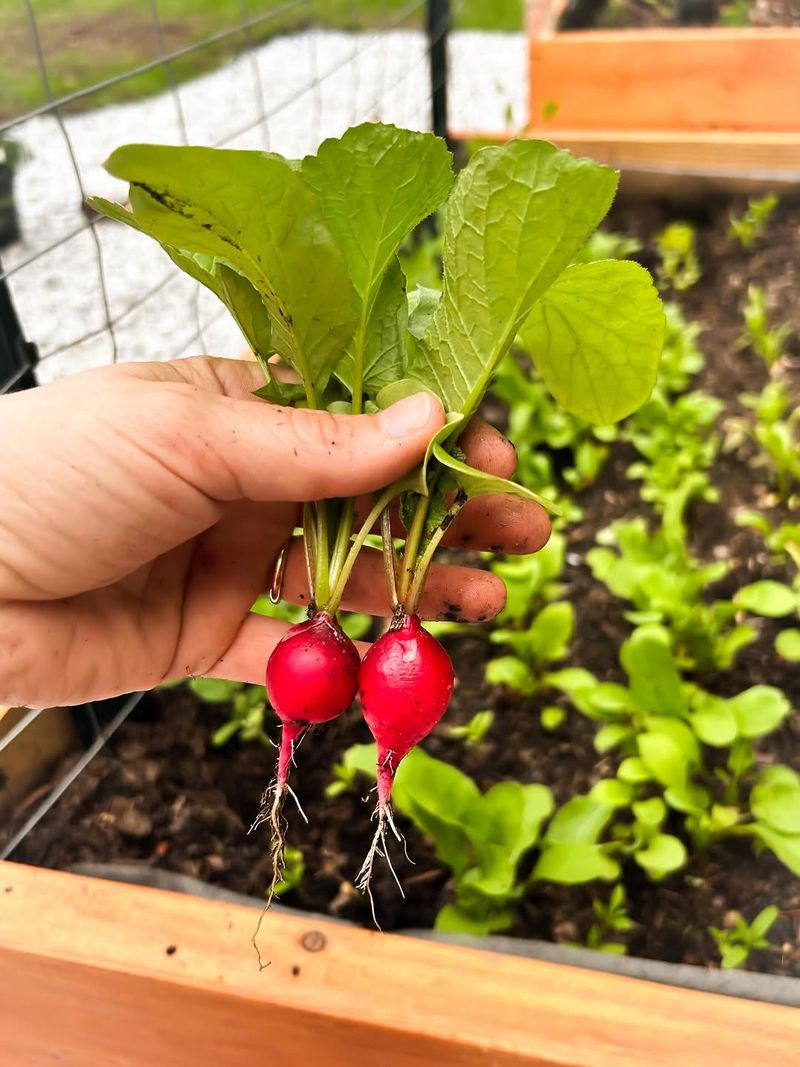 Radishes For Fast Container Wins