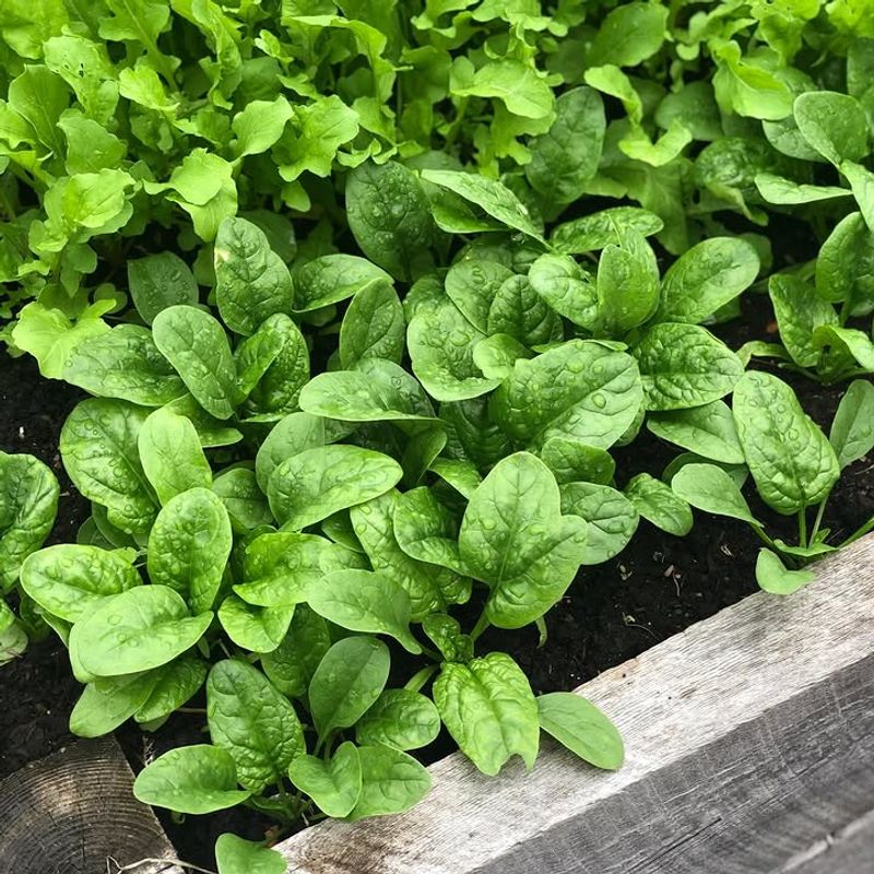 Spinach Gives Fast Cool-Season Rewards