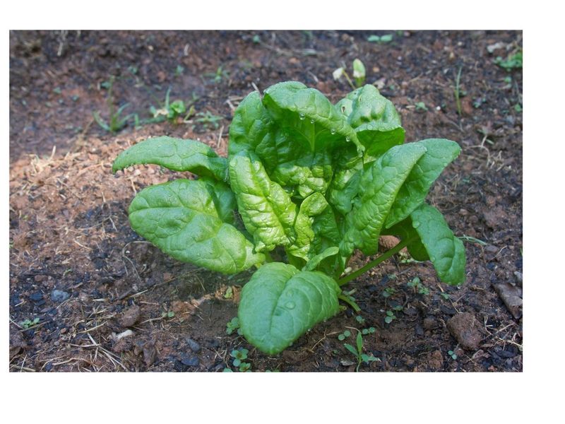Spinach Handles Cool Shade Better Than Most Crops
