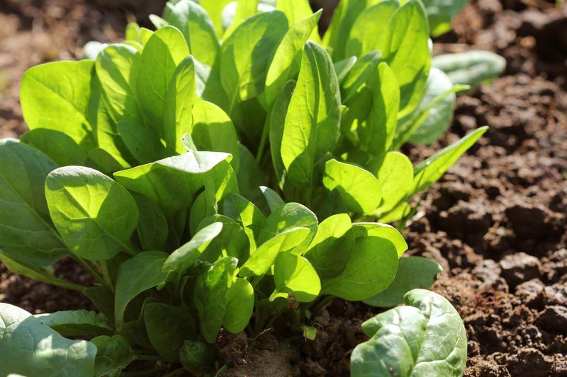 Spinach Thrives In Early Spring Soil