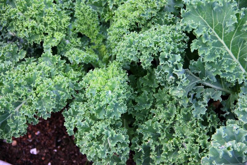 Kale Handles Cool Weather And Keeps Producing