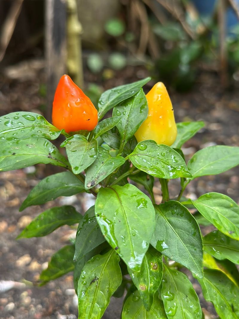Peppers Grow Well In Hanging Containers With Full Sun