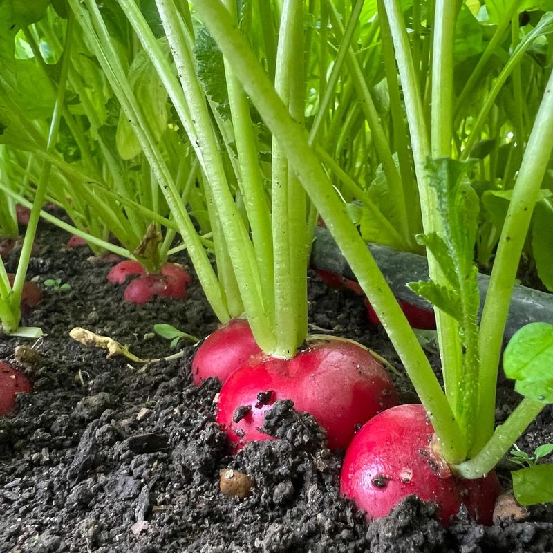 Radishes Mature Fast And Are Easy To Grow