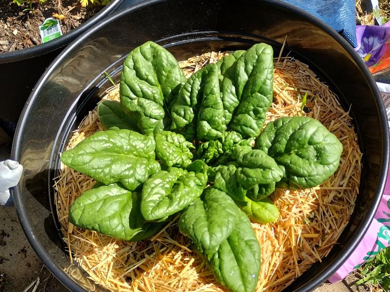 Spinach Handles Cold Weather With Ease