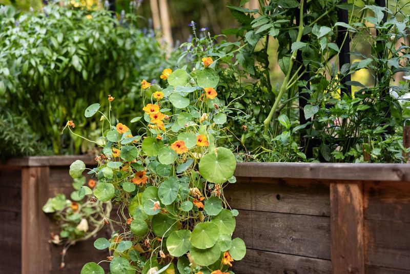 Kale (Brassica Oleracea) And Nasturtium (Tropaeolum Majus)