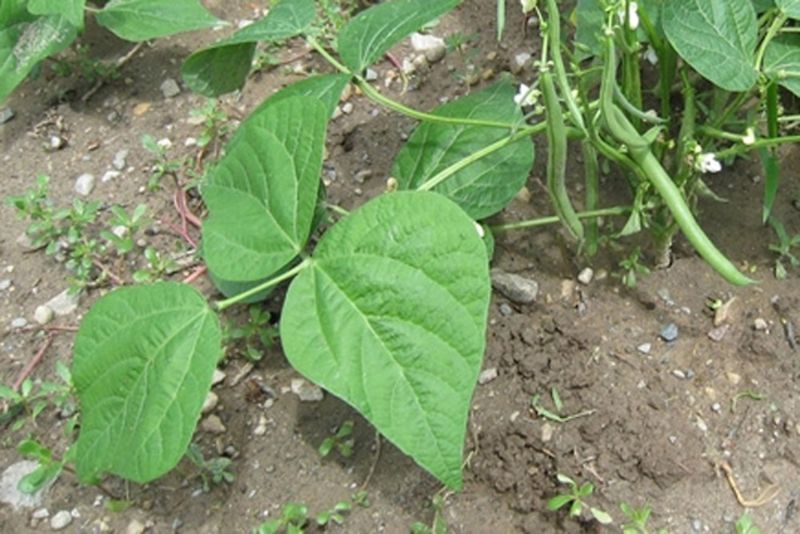 Beans (Phaseolus vulgaris)