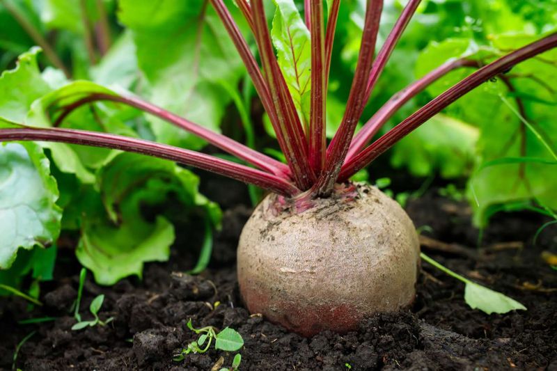 Beets (Beta vulgaris)