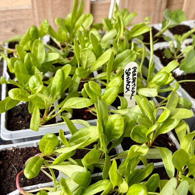 Spinach That Loves Cool Oregon Weather