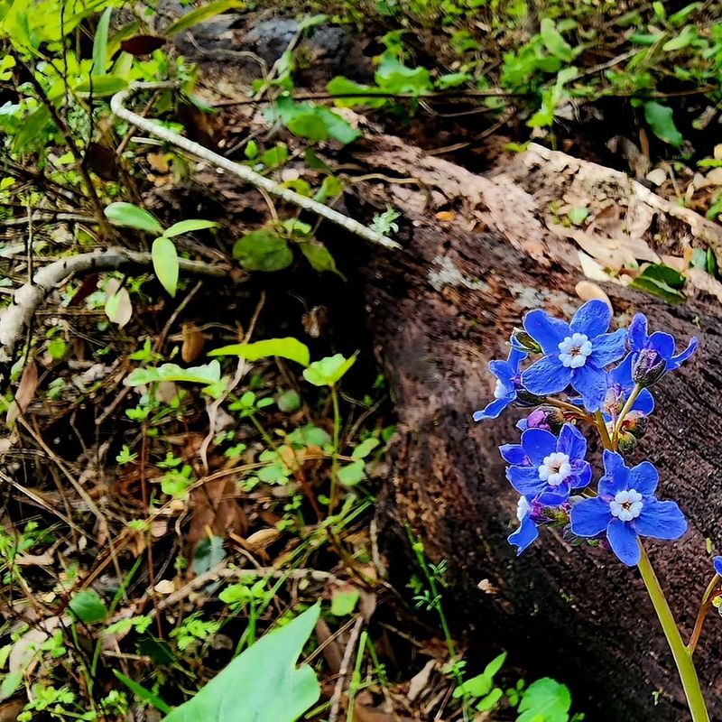 Pacific Houndstongue