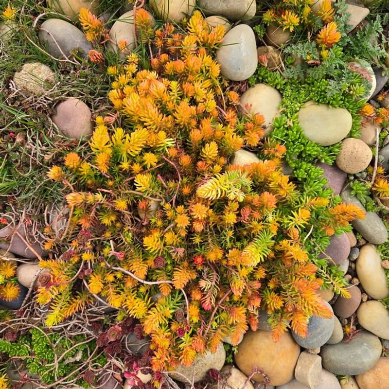 Sedum