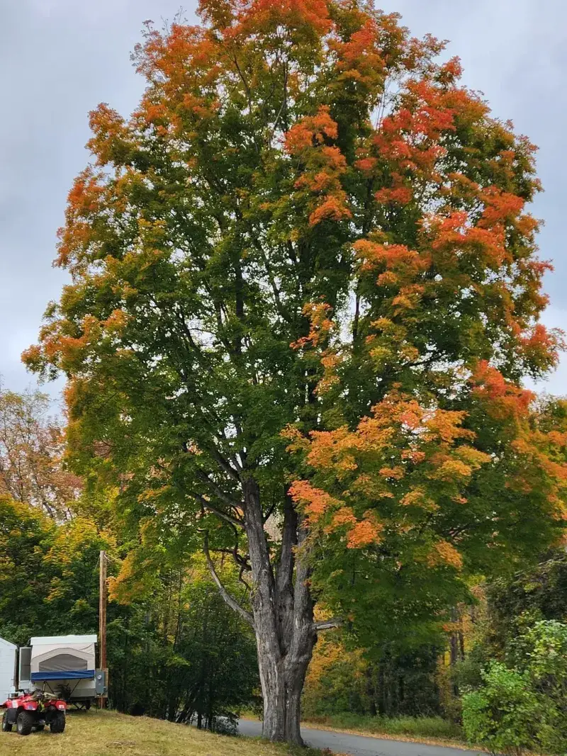 Norway Maple 