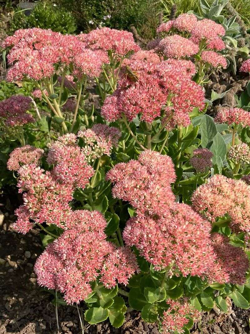 Sedum Stays Upright And Looks Good Year-Round